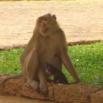Monkey near the Wat Phnom hill with adopted kitten