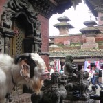 Goat posing as stone figure of a deity or a mythical beast, Durbar Square