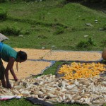 A woman drying corn and corncolbs in Pokhara