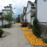 Drying corn, which is one of the main crops