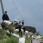 Goatherd with goats :-)