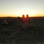 Sun sets on a camel