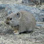 The much-feared Gobi hamster