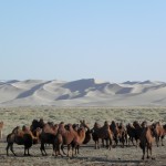 The gobi, camel country