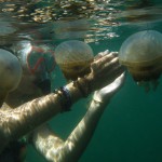 In the jellyfish lagoon