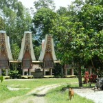 The typical Tongkonan houses with two vigilant guardians