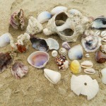 The sea shell collection