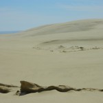 Giant sand dunes in Te Paki