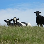 There are 9 million cows in New Zealand