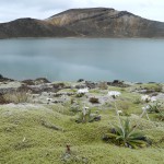 The Blue Lake and its flora