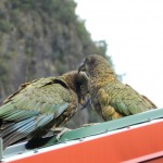 Kea, world's only mountain parrot