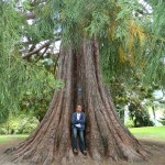 One of the huge Sequoia trees