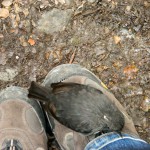 Robins weren't afraid of my boots