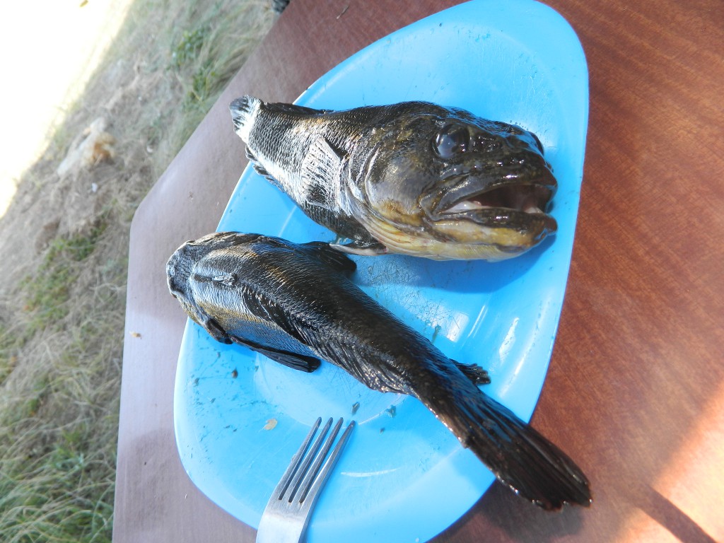 Our catch and dinner